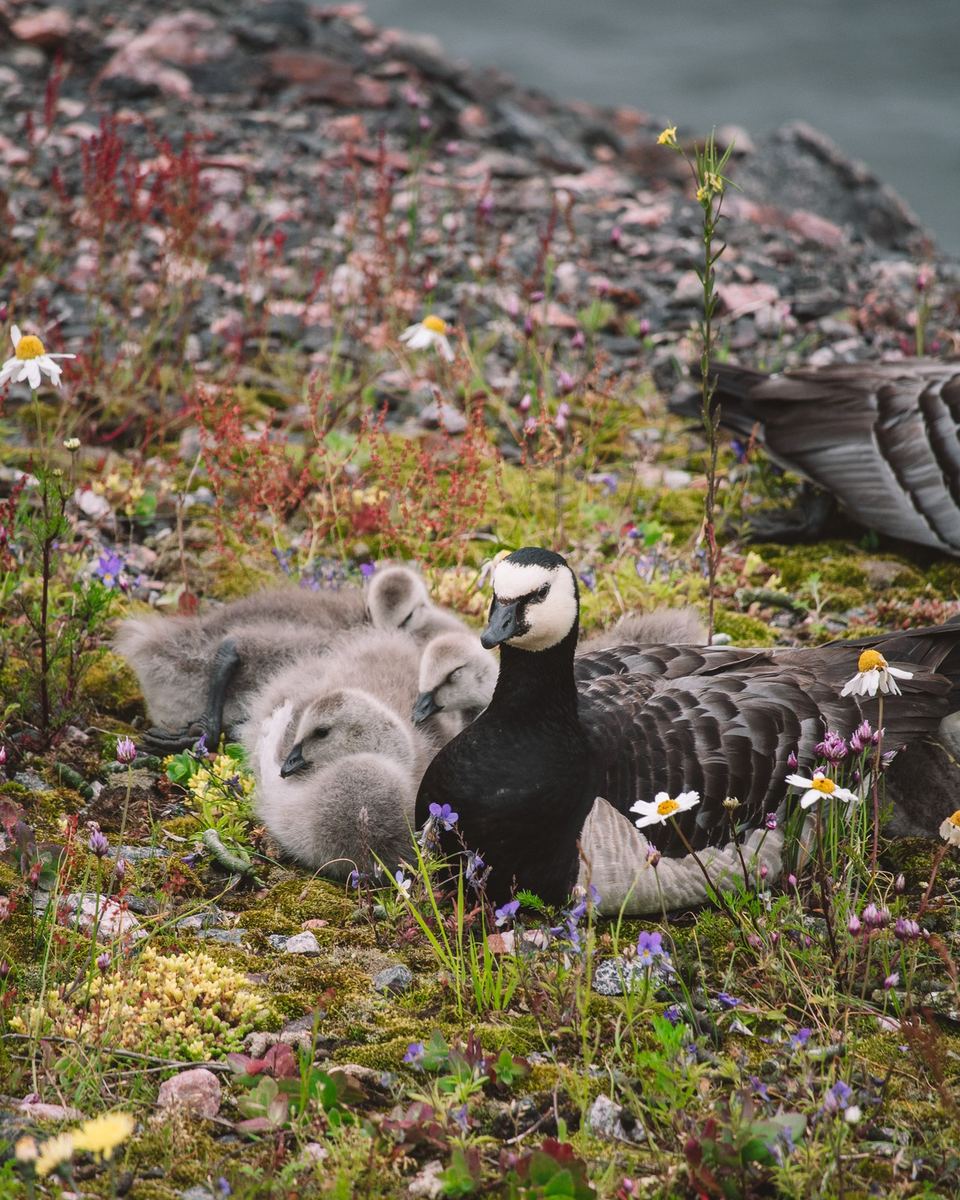Barnacle goose with fluffy goslings among wildflowers